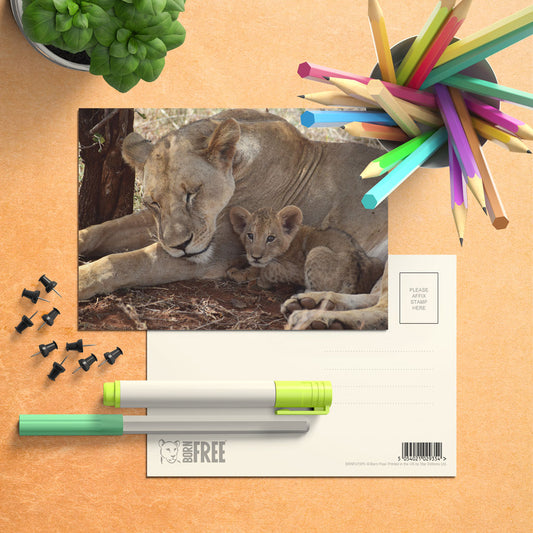 Lioness & Cub Postcard Pack of 8 - Born Free Photography