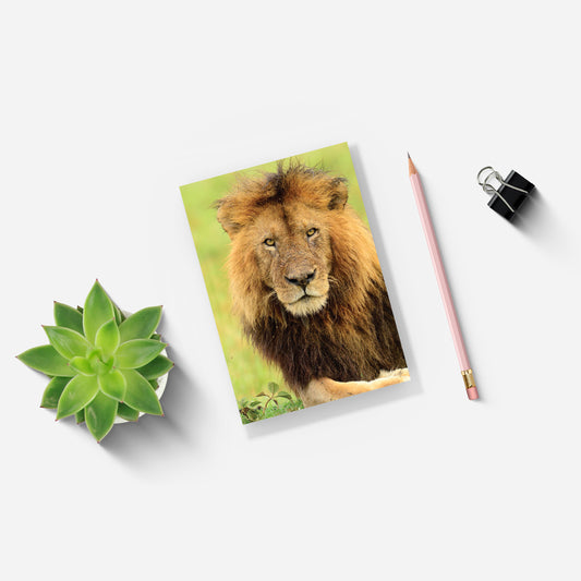 Stalking Lion A5 Notepad - Born Free Photography