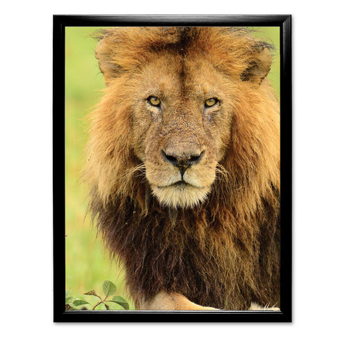 Stalking Lion Art Print - Born Free Photography