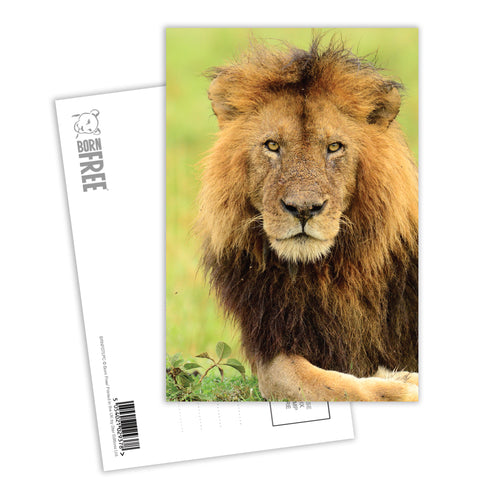 Stalking Lion Cub Postcard by Will Travers - Pack of 8