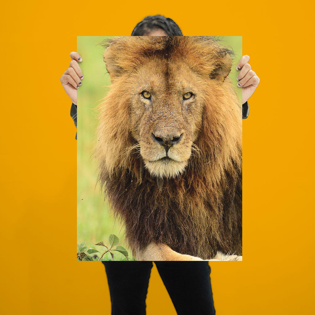 Stalking Lion Art Print - Born Free Photography