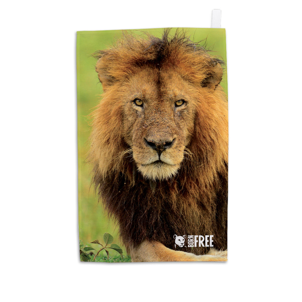 Stalking Lion Tea Towel - Born Free Photography