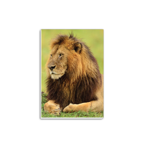 Lion A5 Notepad - Born Free Photography