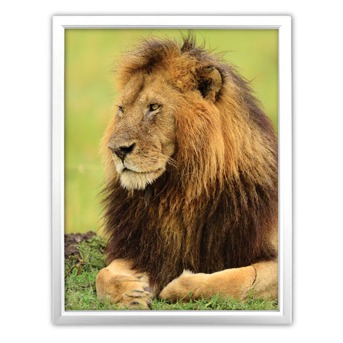 Lion Art Print - Born Free Photography