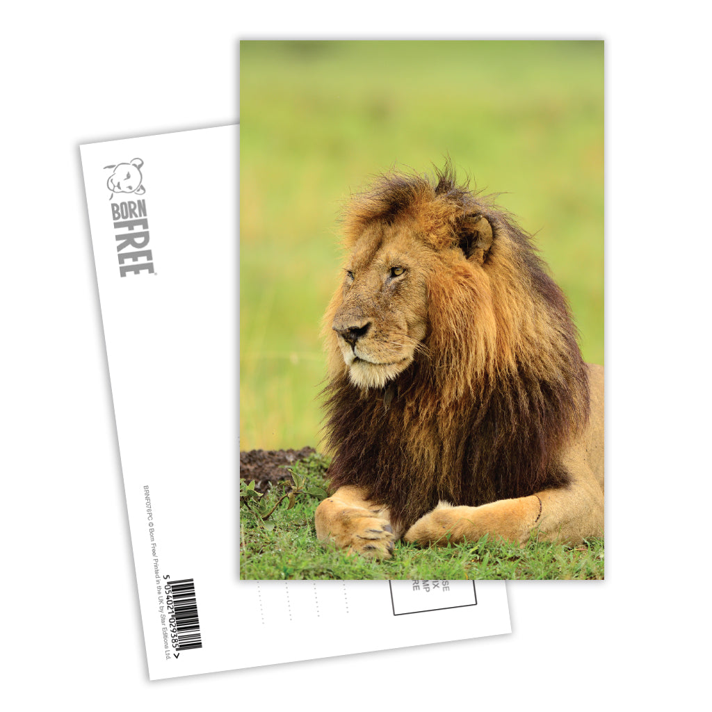 Lion Postcard Pack of 8 - Born Free Photography
