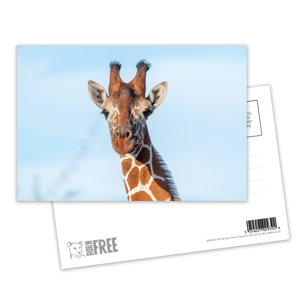 Close up Giraffe Postcard Pack of 8 - Born Free Photography
