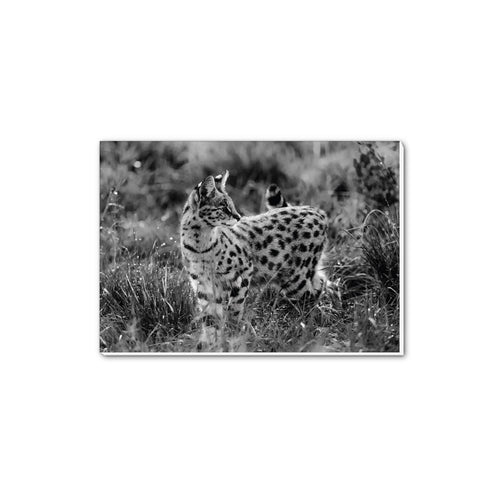 Serval Cat in Black and White A5 Notepad - Born Free Photography