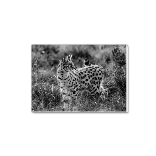 Serval Cat in Black and White A5 Notepad - Born Free Photography