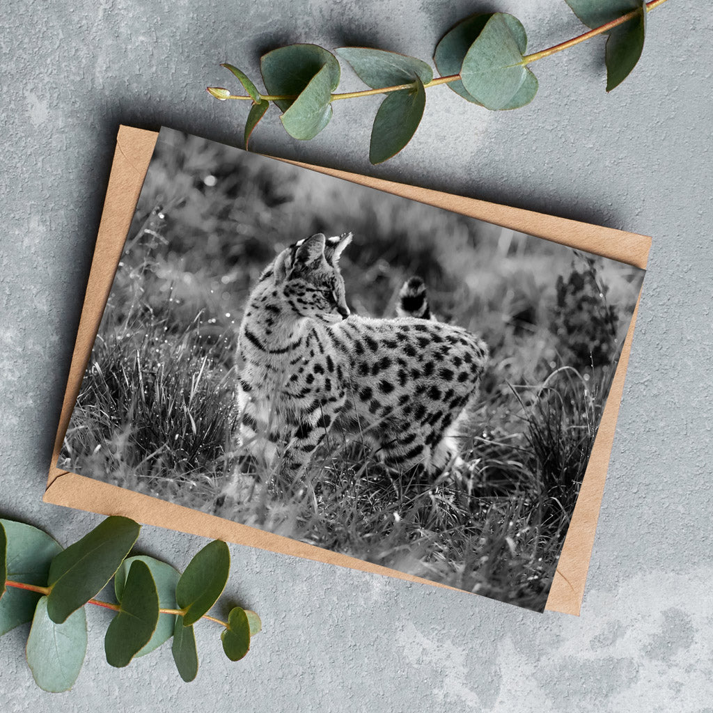 Serval Cat in Black and White Greeting Cards - Pack of 6
