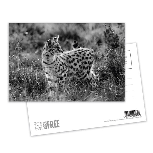 Serval Cat in Black and White Postcard Pack of 8 - Born Free Photography