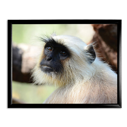 The Look - Gray Langur Art Print by Will Travers