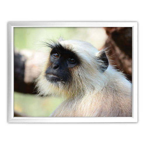 The Look - Gray Langur Art Print by Will Travers