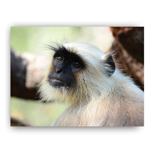 The Look - Gray Langur Art Print by Will Travers