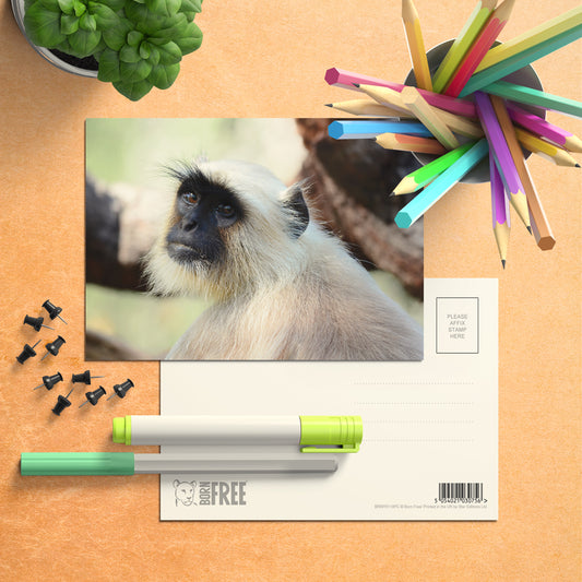 The Look  - Gray Langur Postcard Pack of 8