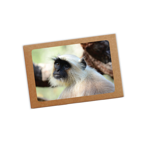The Look  - Gray Langur Postcard Pack of 8