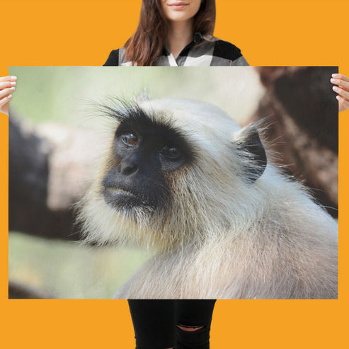 The Look - Gray Langur Art Print by Will Travers