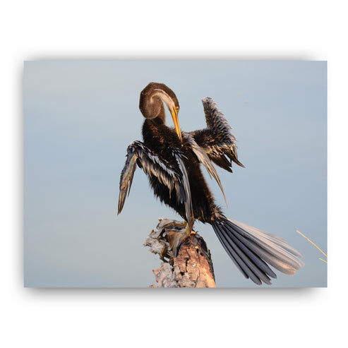 Snake Bird Art Print by Will Travers