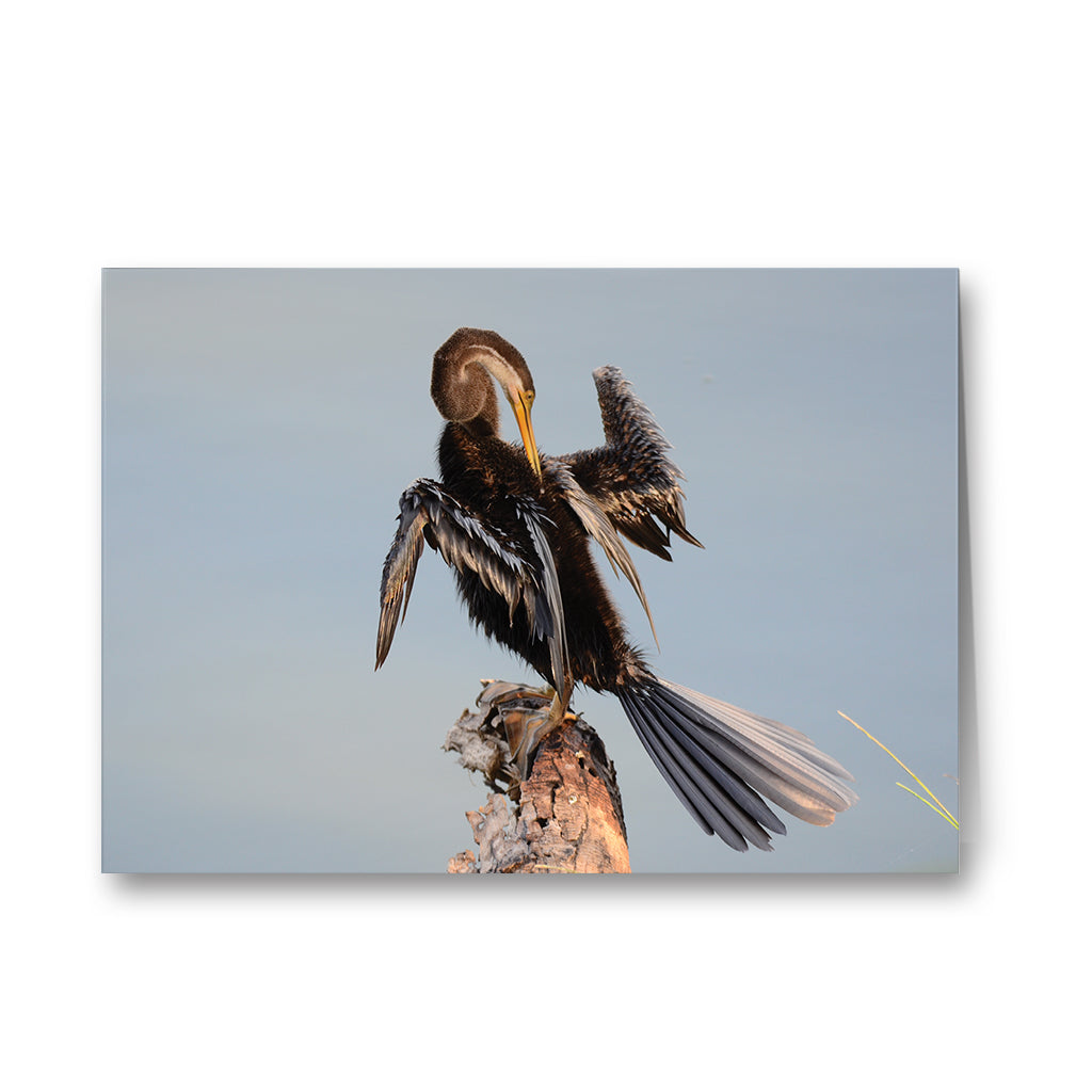 Snake Bird Greeting Cards - Pack of 6