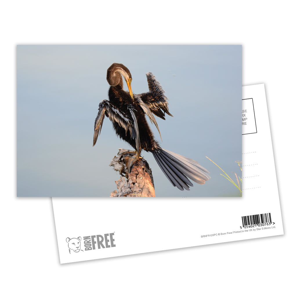 Snake Bird Postcard Pack of 8