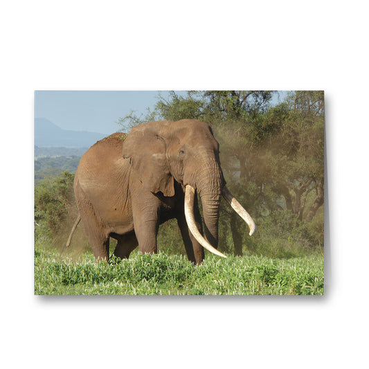 Magnificence - Elephant Greeting Cards - Pack of 6