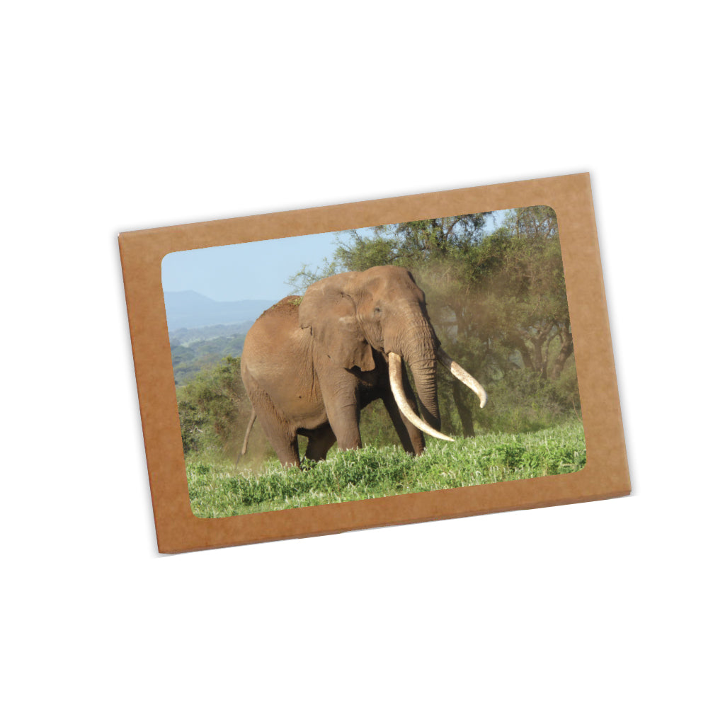 Magnificence - Elephant Postcard Pack of 8
