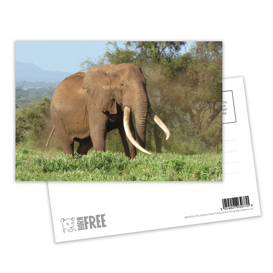 Magnificence - Elephant Postcard Pack of 8