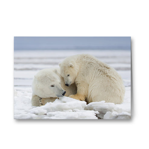 Warmth on Ice - Polar Bears Greeting Cards - Pack of 6 by Richard Bernabe