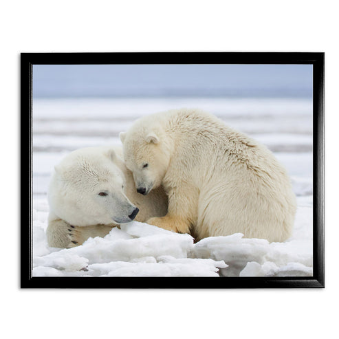 Warmth on Ice - Polar Bears Art Print by Richard Bernabe