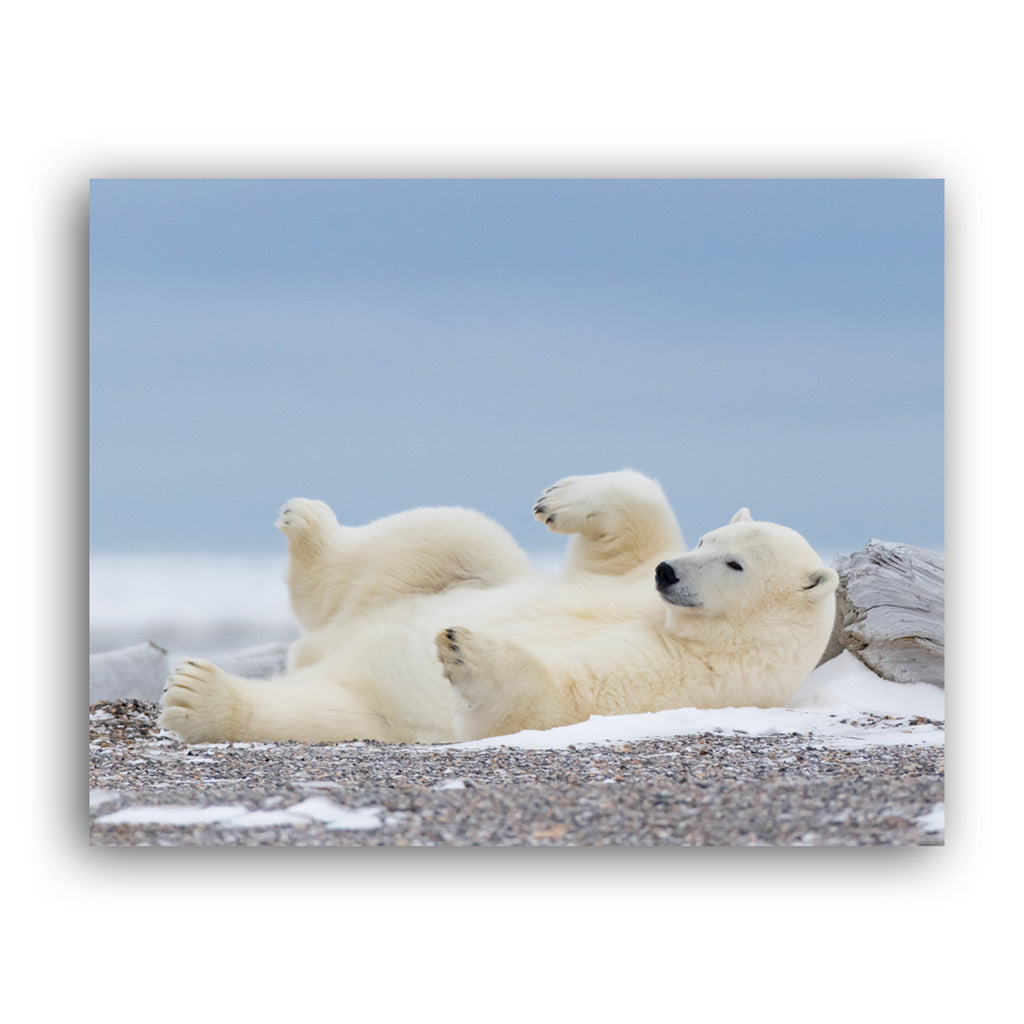 Polar Bear Blues Art Print by Richard Bernabe – Born Free Shop