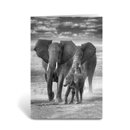Family Ties - Elephants Greeting Cards - Pack of 6 by Richard Bernabe