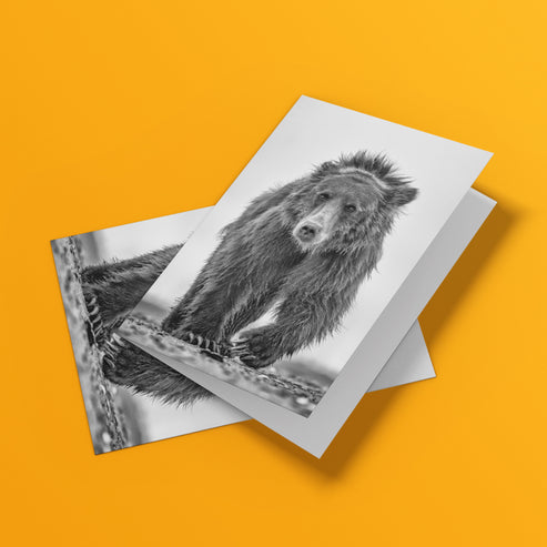 Down Shift - Bear Greeting Cards - Pack of 6 by Richard Bernabe