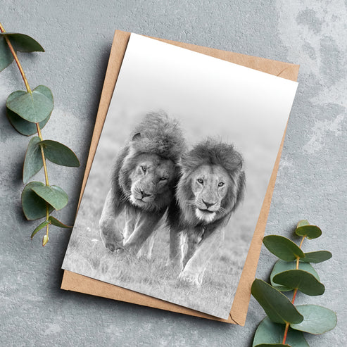 Two Kings - Lions Greeting Cards - Pack of 6 by Richard Bernabe