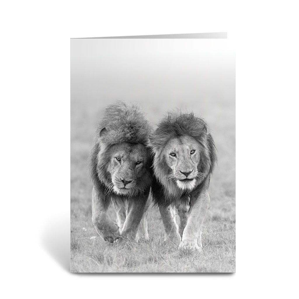 Two Kings - Lions Greeting Cards - Pack of 6 by Richard Bernabe