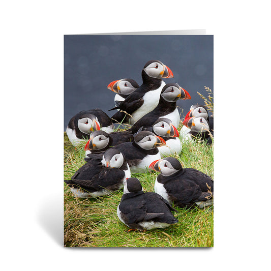 Circus of Puffins Greeting Cards - Pack of 6