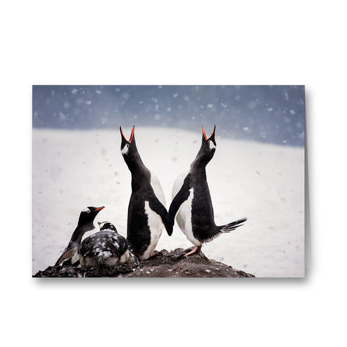 Wintersong - Paradise Bay, Antarctica Greeting Cards - Pack of 6