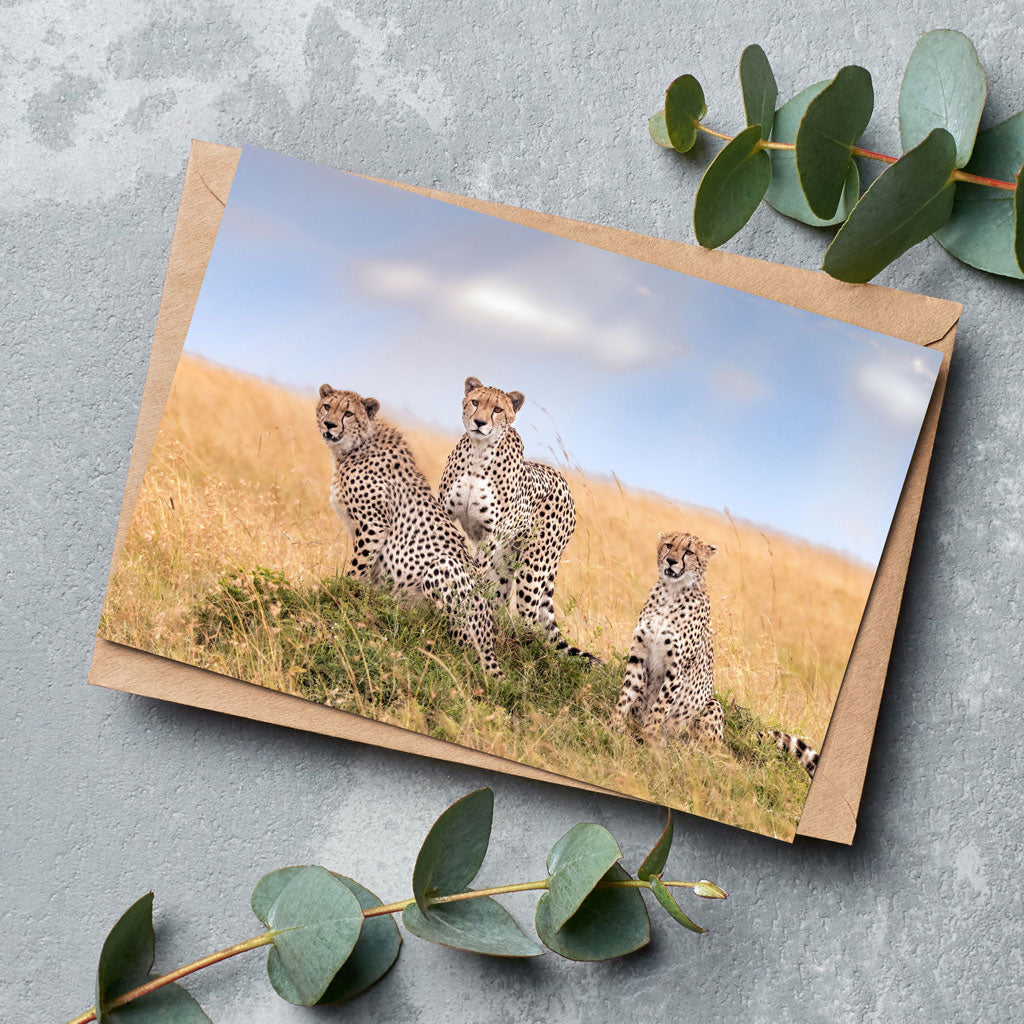 Lissome Trio - Masai Mara, Kenya Greeting Cards - Pack of 6