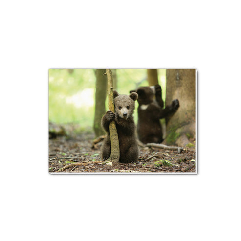 New Beginnings Bear Cub A5 Notepad