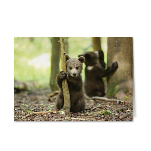 Born Free Bear Cub Greeting Cards - Pack of 6