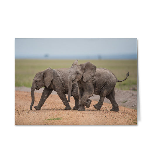 Born Free Baby Elephant Greeting Cards - Pack of 6