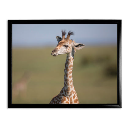 New Beginnings Giraffe Calf Art Print by George Logan