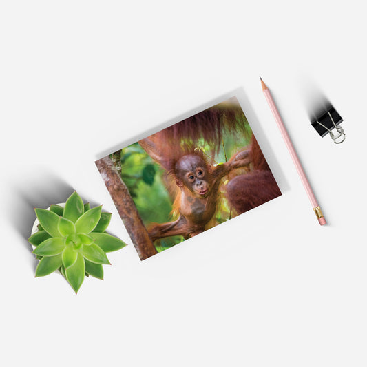 New Beginnings Baby Orangutan A5 Notepad