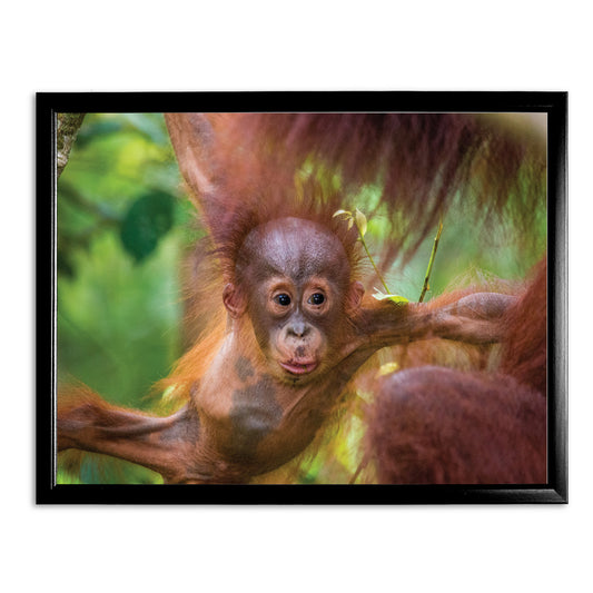 New Beginnings Baby Orangutan Art Print