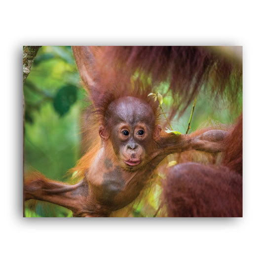 New Beginnings Baby Orangutan Art Print