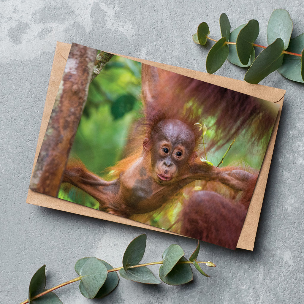 Born Free Baby Orangutan Greeting Cards - Pack of 6