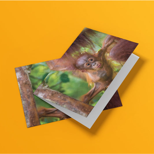 Born Free Baby Orangutan Greeting Cards - Pack of 6