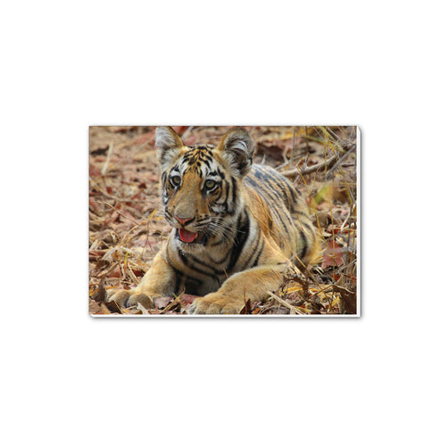Born Free Tiger Cub A5 Notepad