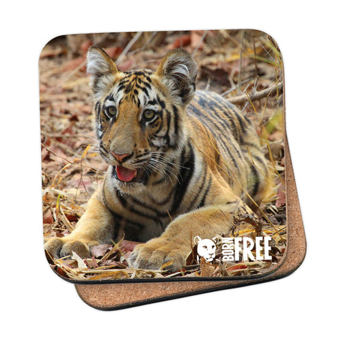 Born Free Tiger Cub Coaster