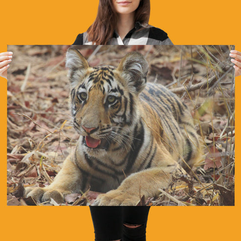 New Beginnings Tiger Cub Art Print