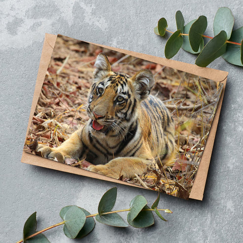 Born Free Tiger Cub Greeting Cards - Pack of 6