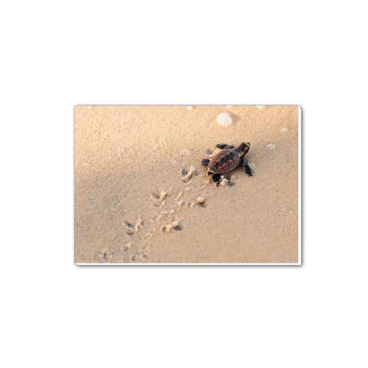 Born Free Baby Turtle A5 Notepad